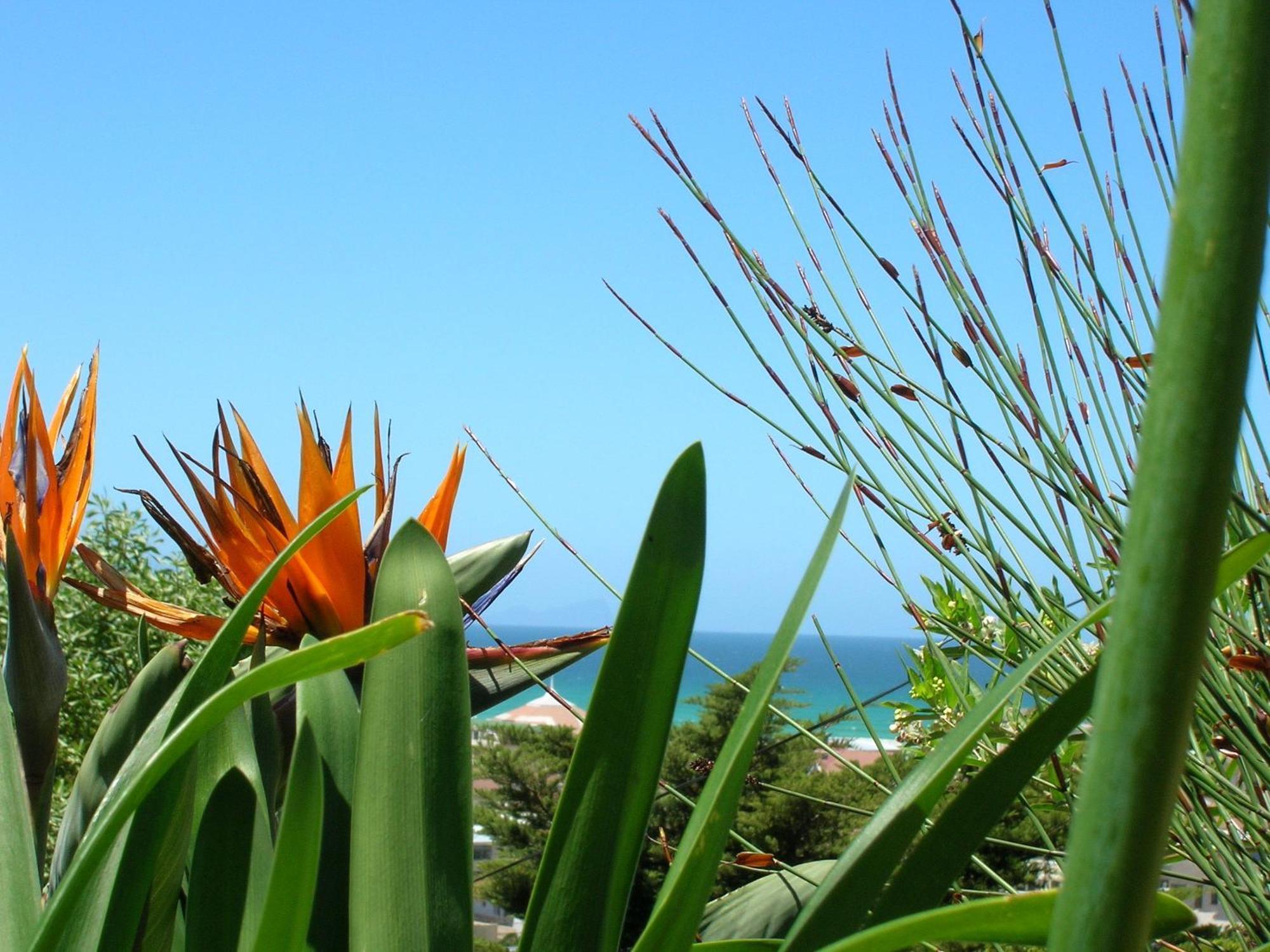 Bluebottle Guesthouse Muizenberg Extérieur photo